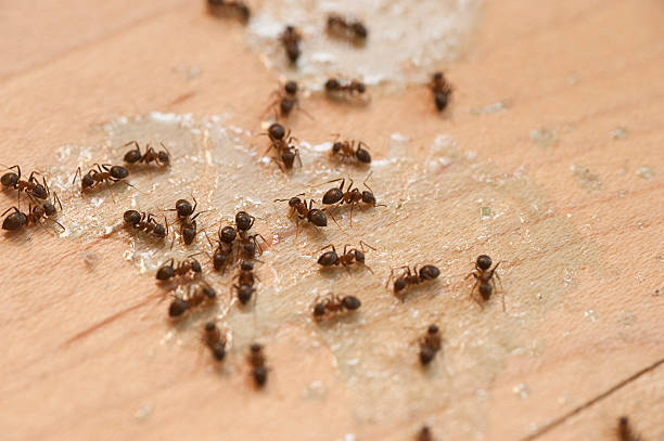Best Best Pest Control Companies  in Delmar, MD